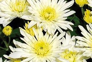 Mum Wht  Starburst White - View 3 from www redcrocus com