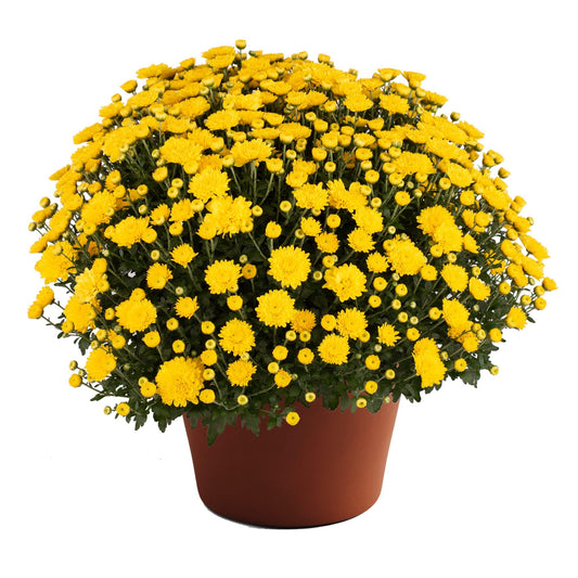 Mum Mix Cheryl Frosty Jolly Spicy Sparkling - View 1 from www redcrocus com