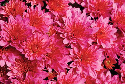 Mum Pink Pink Frenzy - View 1 from www redcrocus com