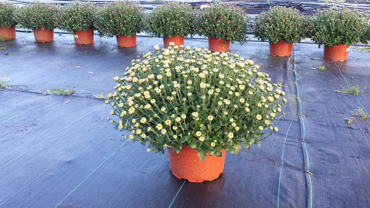 Mum White Aspen White - View 12 from www redcrocus com