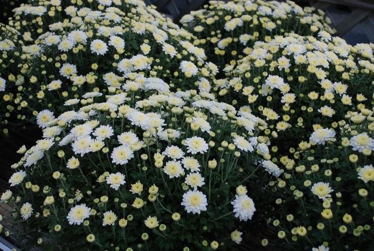 Mum White Aspen White - View 3 from www redcrocus com