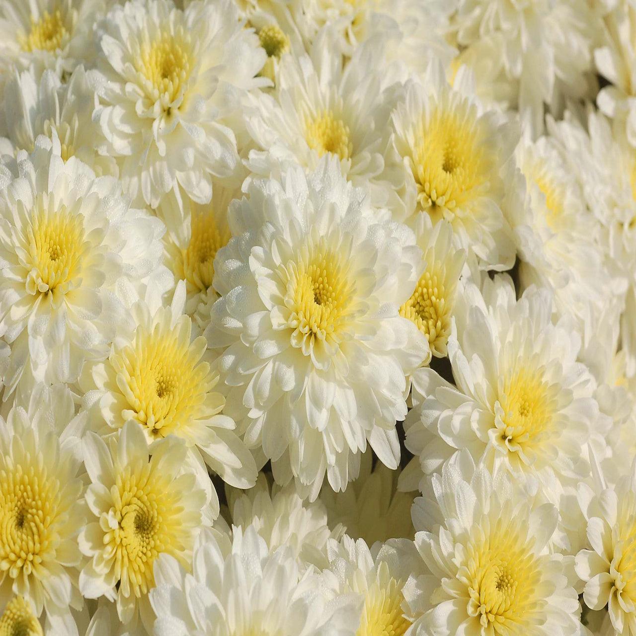 Mum White Aspen White - View 4 from www redcrocus com