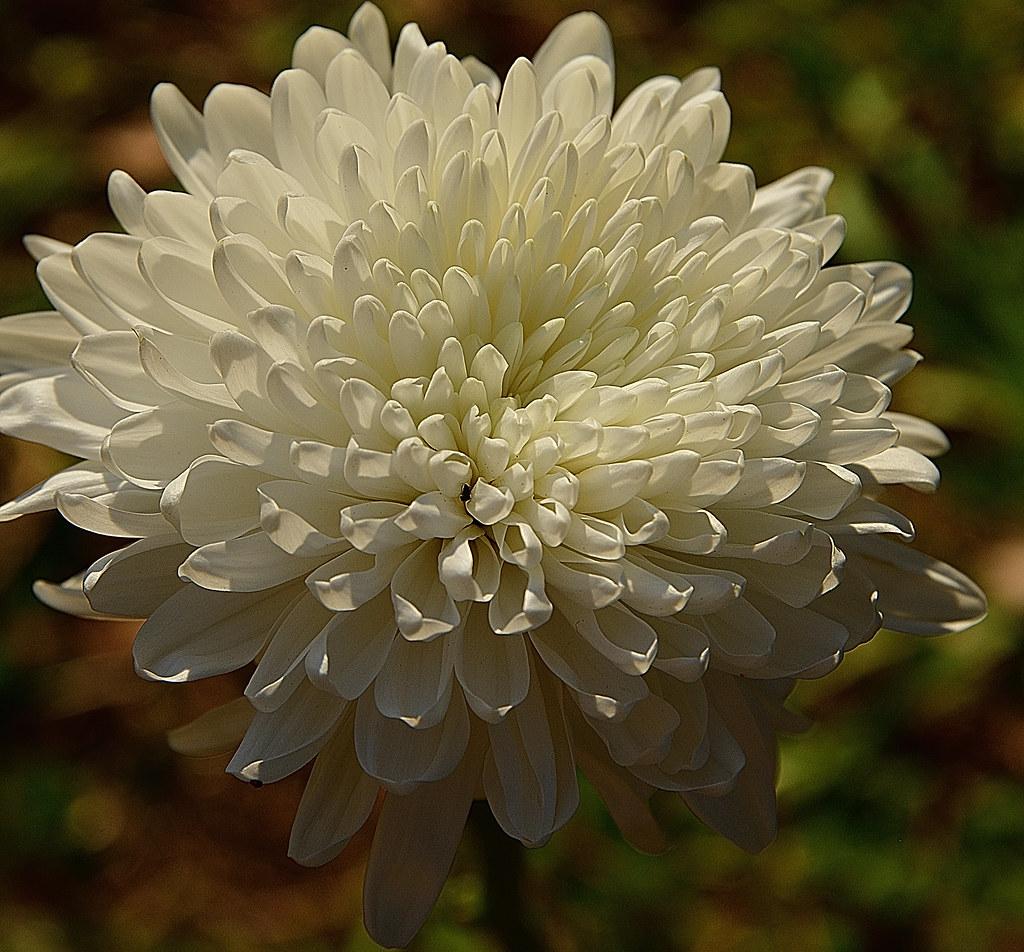Mum White Aspen White - View 6 from www redcrocus com