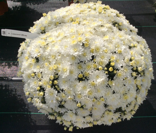 Mum White Lesconil White - View 1 from www redcrocus com