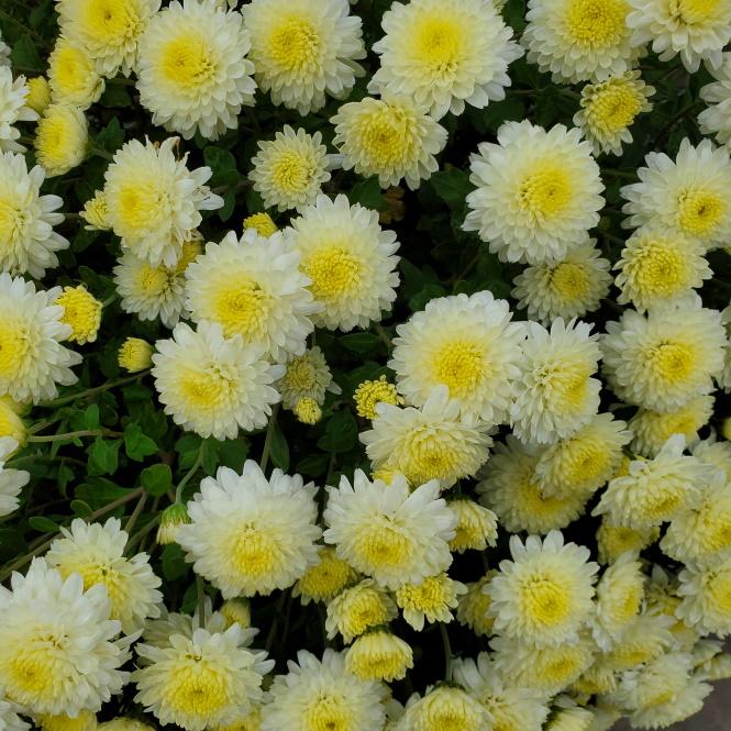 Mum Yellow Amiko Yellow - View 7 from www redcrocus com