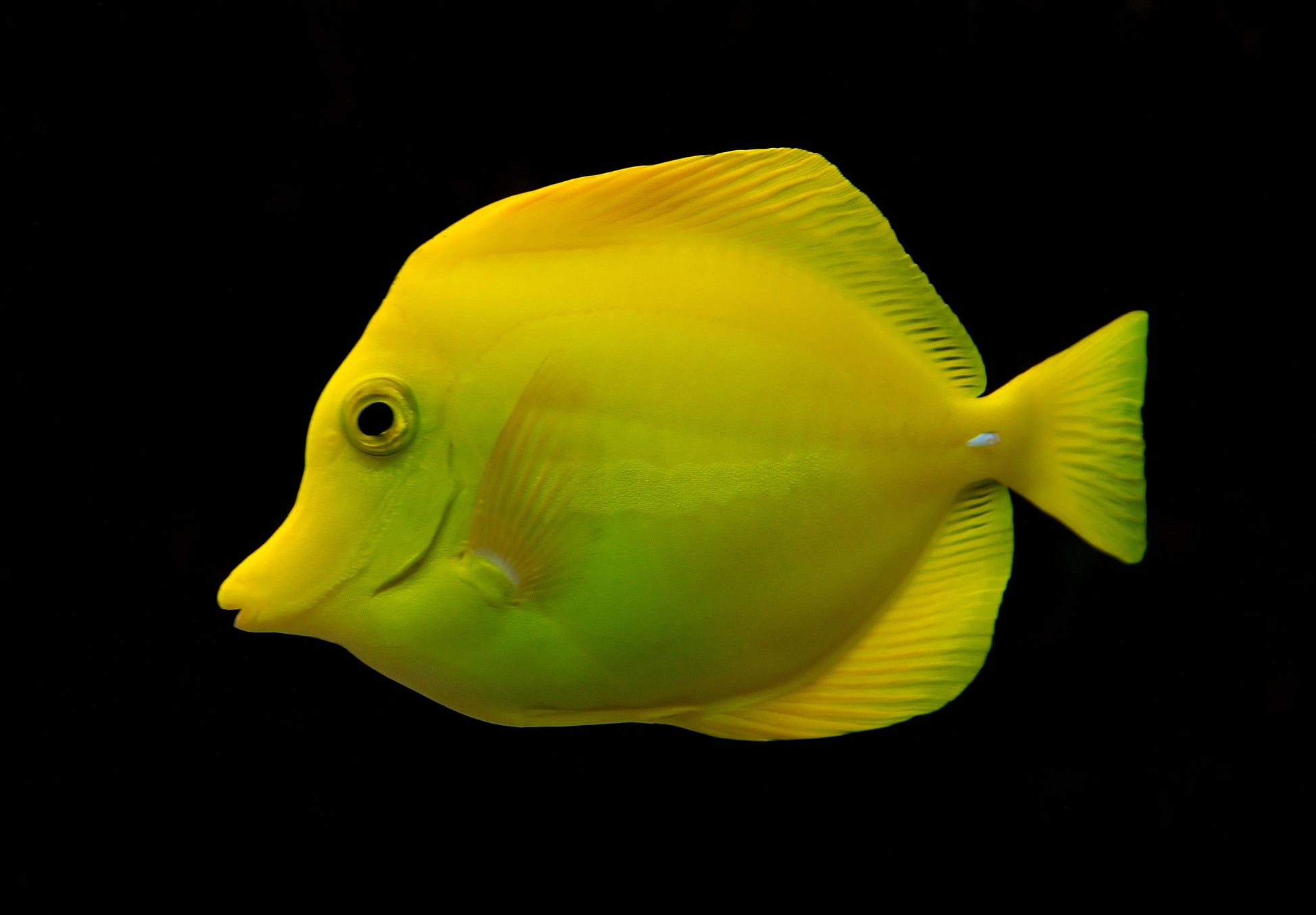 Mum, Yellow Tang Yellow - View 9 from www redcrocus com