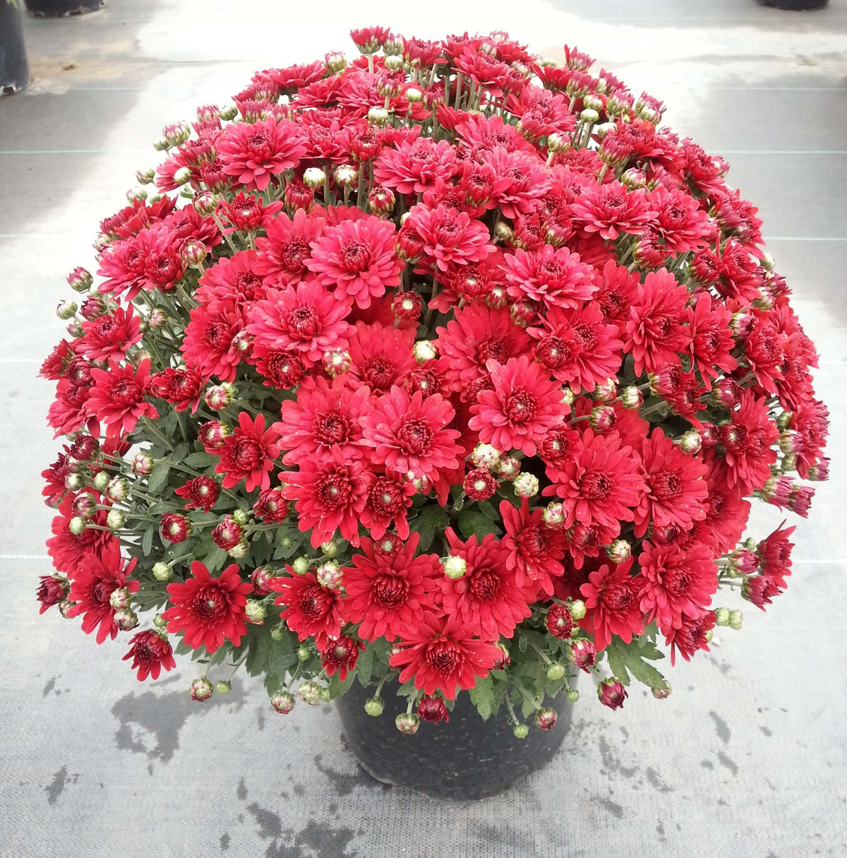 Mum Red Lava Red - View 2 from www redcrocus com