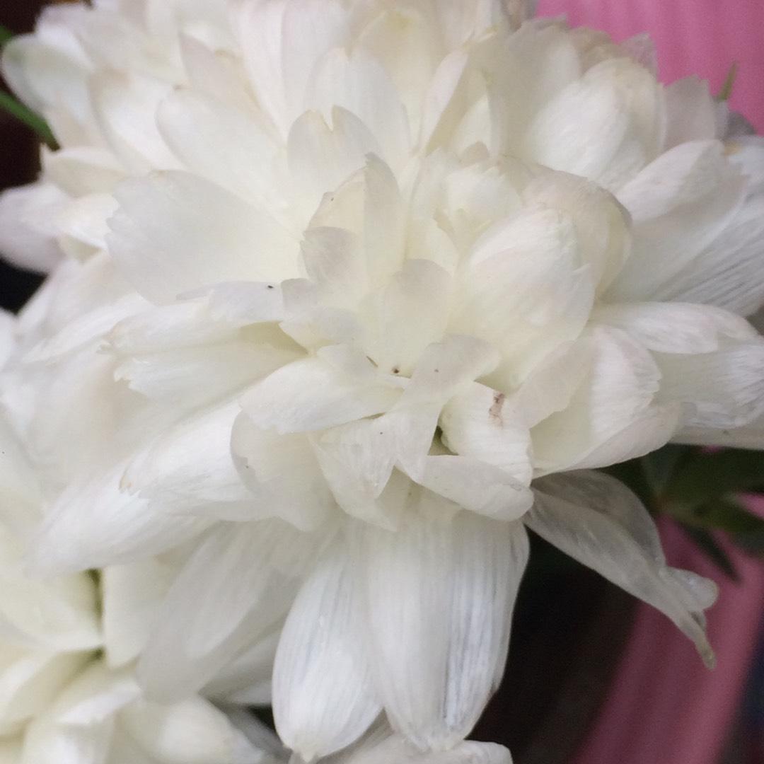 Mum White Aluga White - View 10 from www redcrocus com