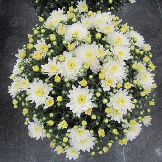 Mum White Aluga White - View 1 from www redcrocus com