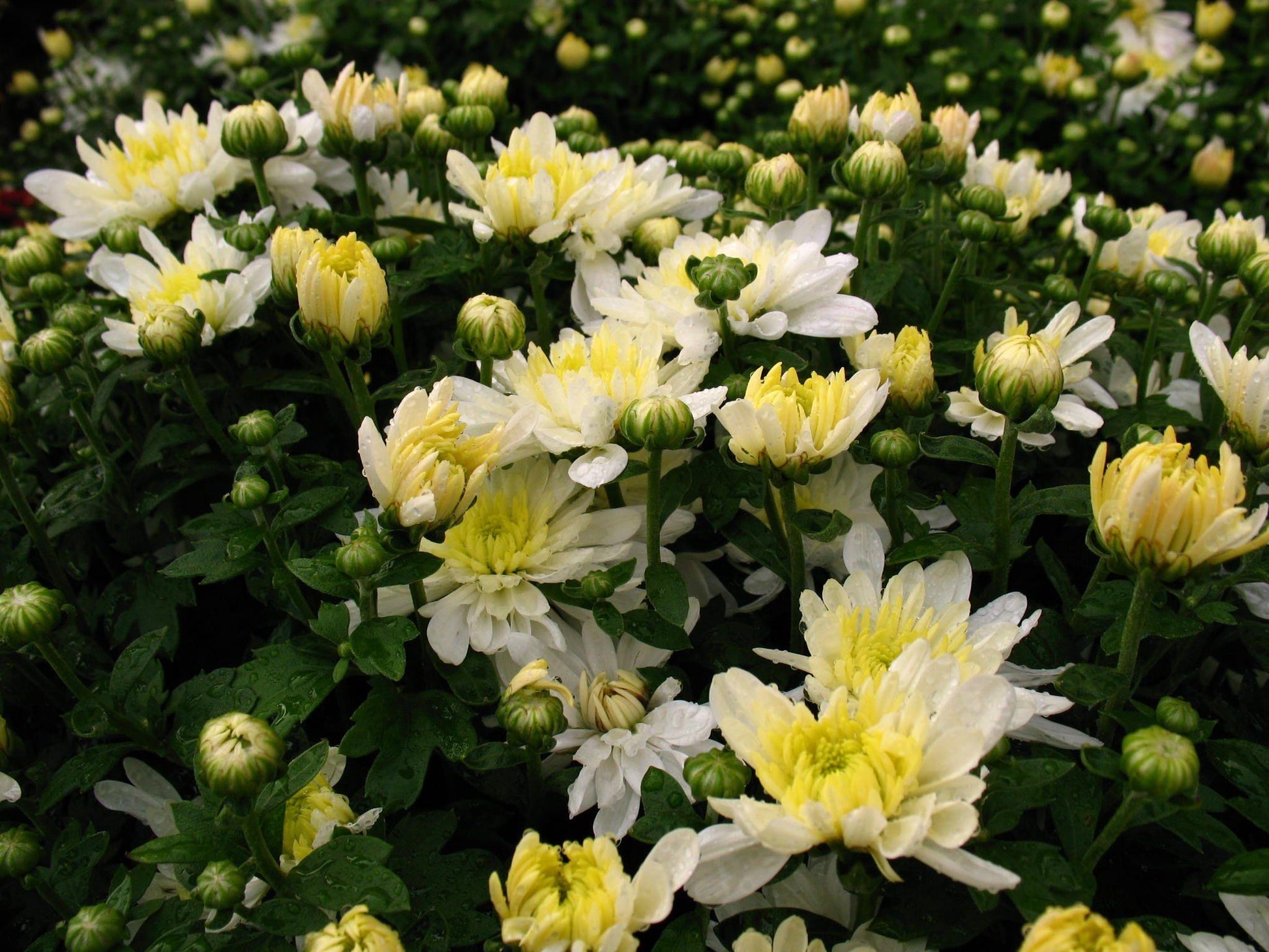 Mum White Aluga White - View 3 from www redcrocus com