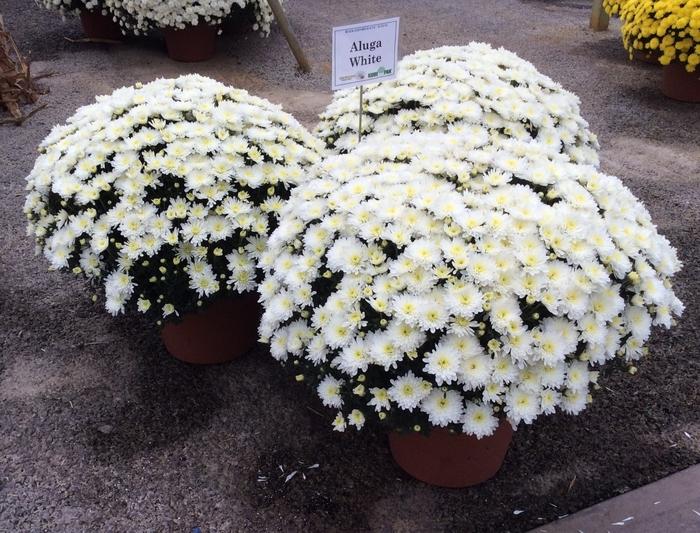 Mum White Aluga White - View 4 from www redcrocus com