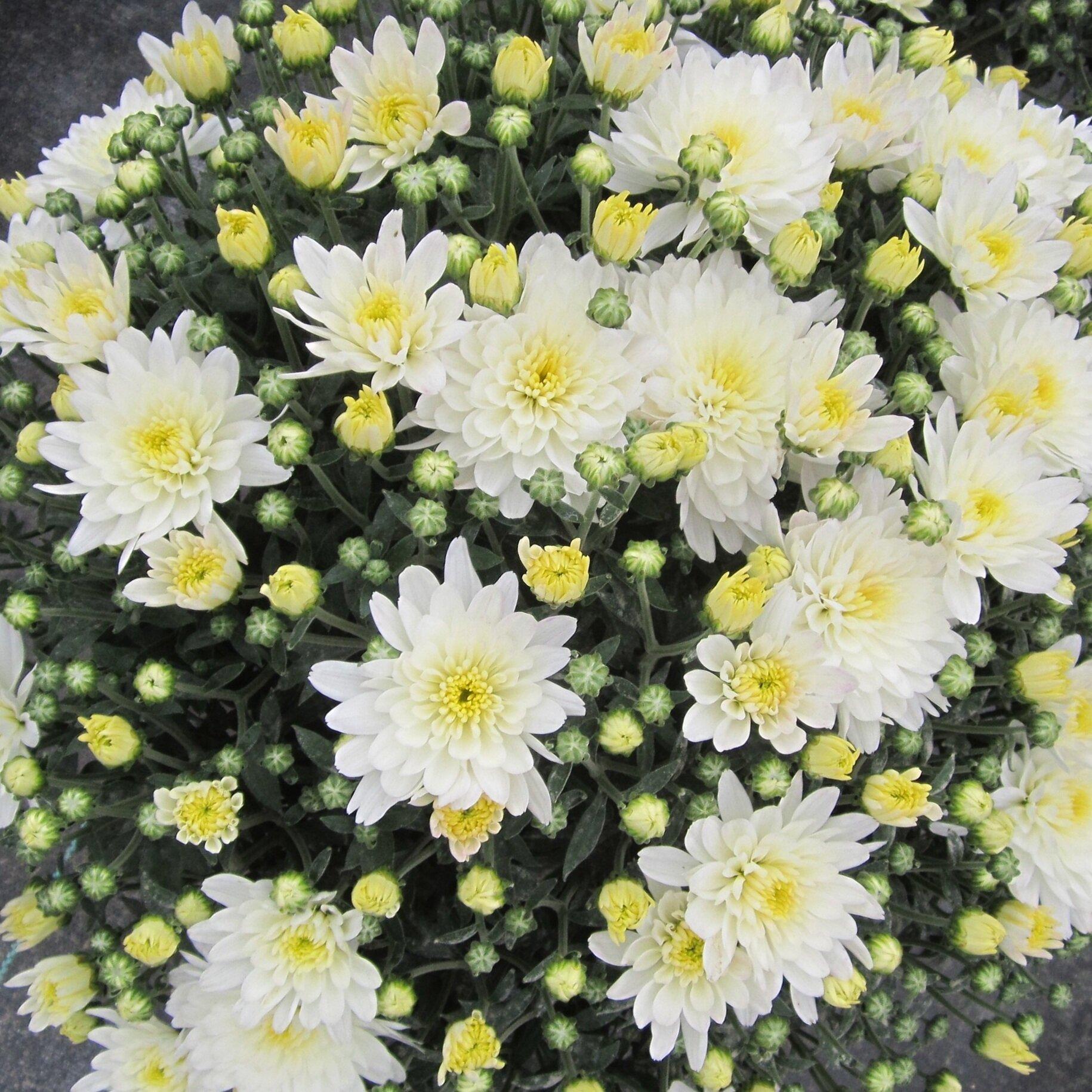 Mum White Aluga White - View 5 from www redcrocus com