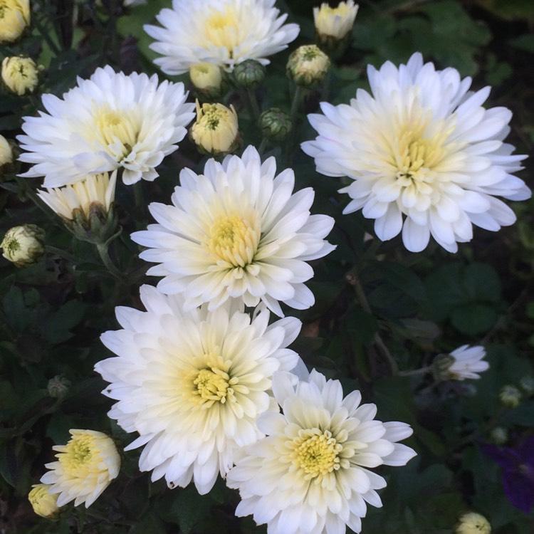 Mum White Aluga White - View 7 from www redcrocus com