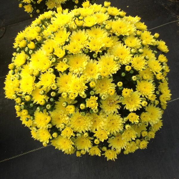 Mum Yellow Moonglow Yellow - View 2 from www redcrocus com