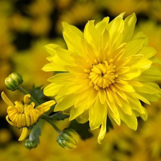 Mum Yellow Makayla Yellow - View 1 from www redcrocus com