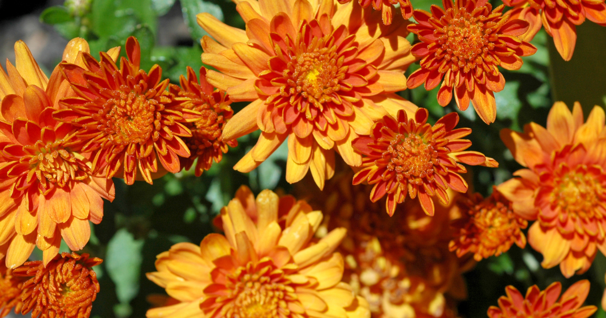 Mum Orange Fireglow Bronze - View 17 from www redcrocus com