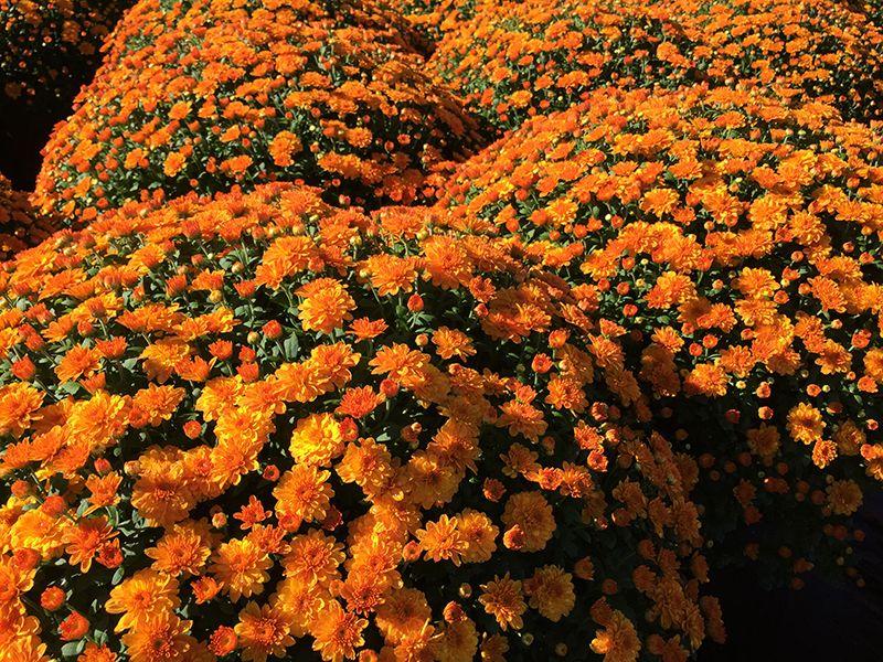 Mum Orange Pumpkin Pie Orange - View 4 from www redcrocus com