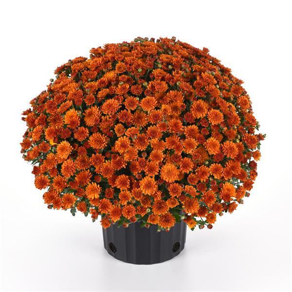 Mum Orange Pumpkin Pie Orange - View 7 from www redcrocus com