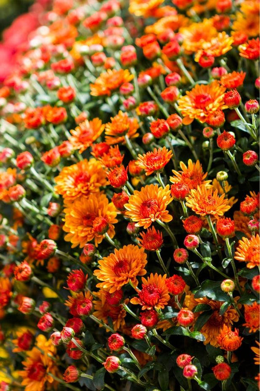 Mum, Mix, Staviski Yellow, Orange, Red, White - View 10 from www redcrocus com