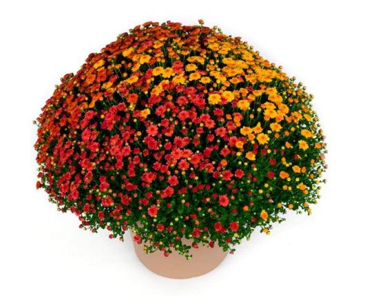 Mum, Mix, Staviski Yellow, Orange, Red, White - View 11 from www redcrocus com