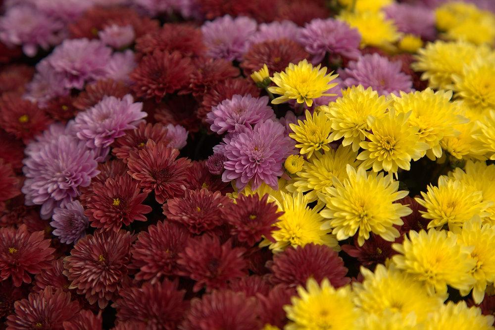 Mum, Mix, Staviski Yellow, Orange, Red, White - View 13 from www redcrocus com