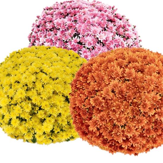Mum, Mix, Staviski Yellow, Orange, Red, White - View 14 from www redcrocus com