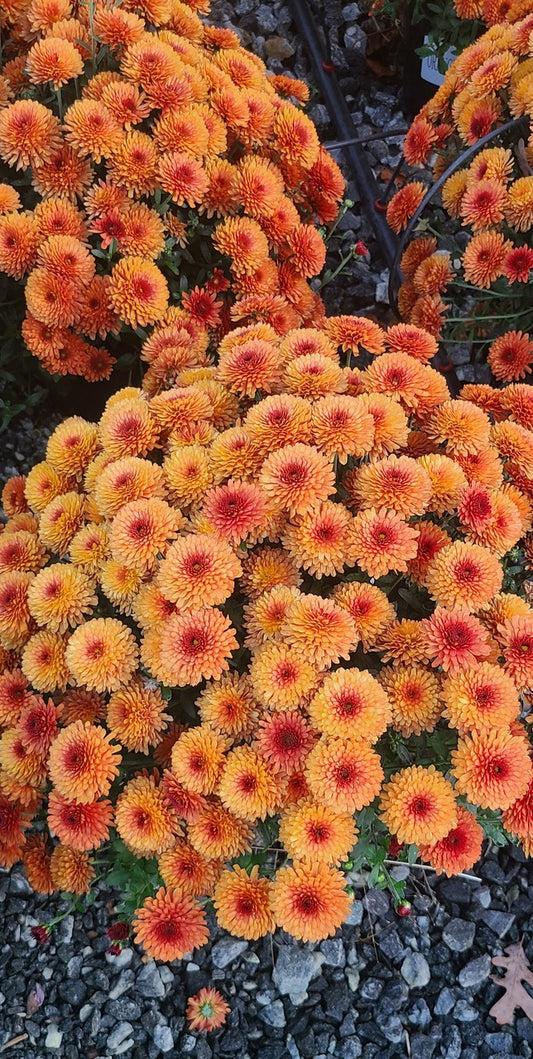 Mum, Mix, Staviski Yellow, Orange, Red, White - View 18 from www redcrocus com