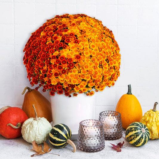 Mum, Mix, Staviski Yellow, Orange, Red, White - View 19 from www redcrocus com