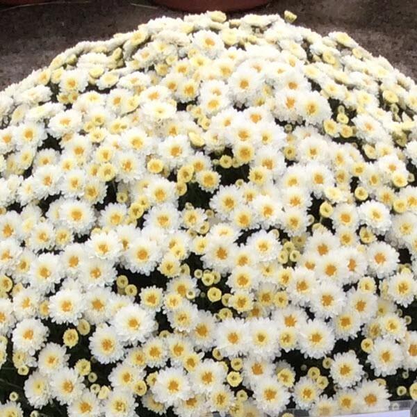 Mum, Mix, Staviski Yellow, Orange, Red, White - View 27 from www redcrocus com