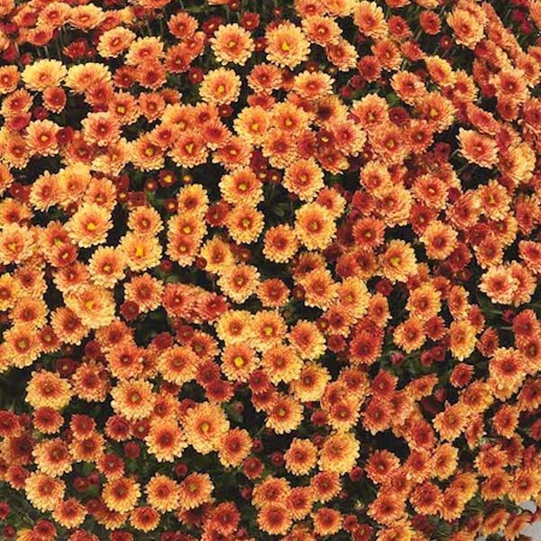 Mum, Mix, Staviski Yellow, Orange, Red, White - View 6 from www redcrocus com