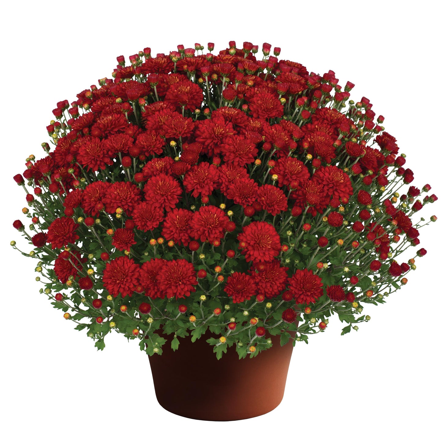 Mum Red Red Hots - View 2 from www redcrocus com