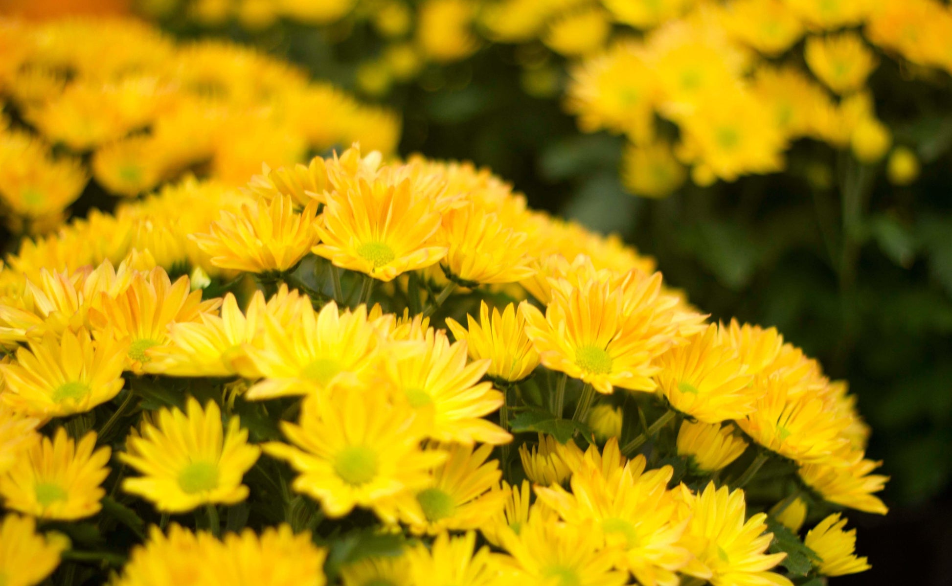 Mum Yellow Buttercup Yellow - View 17 from www redcrocus com