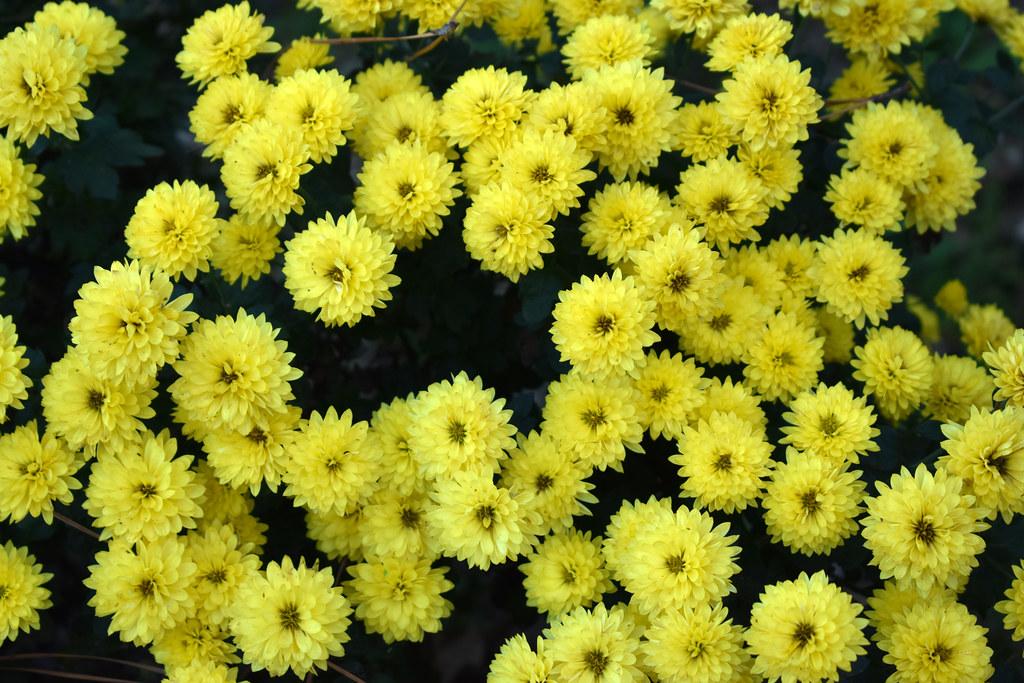 Mum Yellow Buttercup Yellow - View 6 from www redcrocus com