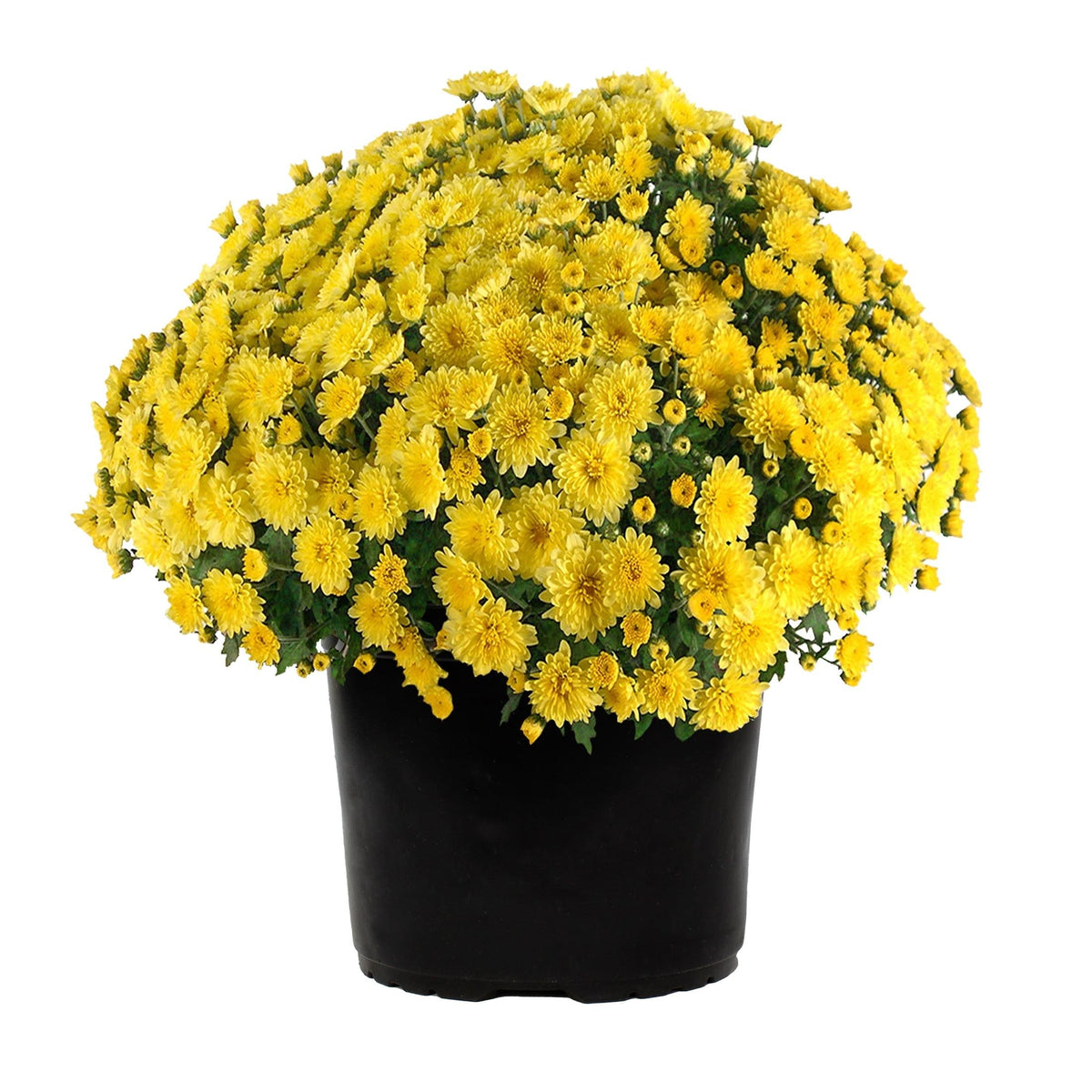 Mum Yellow Gold Riot Yellow - View 13 from www redcrocus com