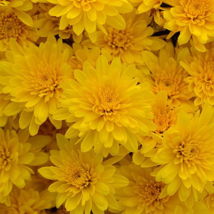 Mum Yellow Gold Riot Yellow - View 1 from www redcrocus com