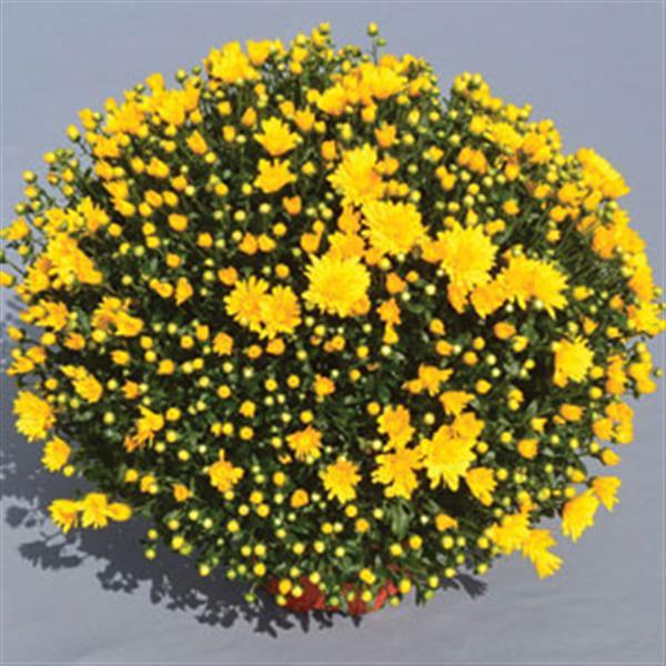 Mum Yellow Gold Riot Yellow - View 2 from www redcrocus com