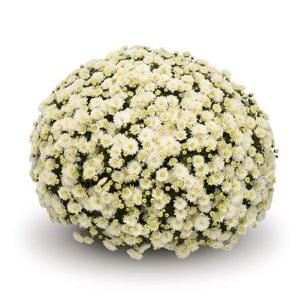 Mum White Fonti White - View 9 from www redcrocus com
