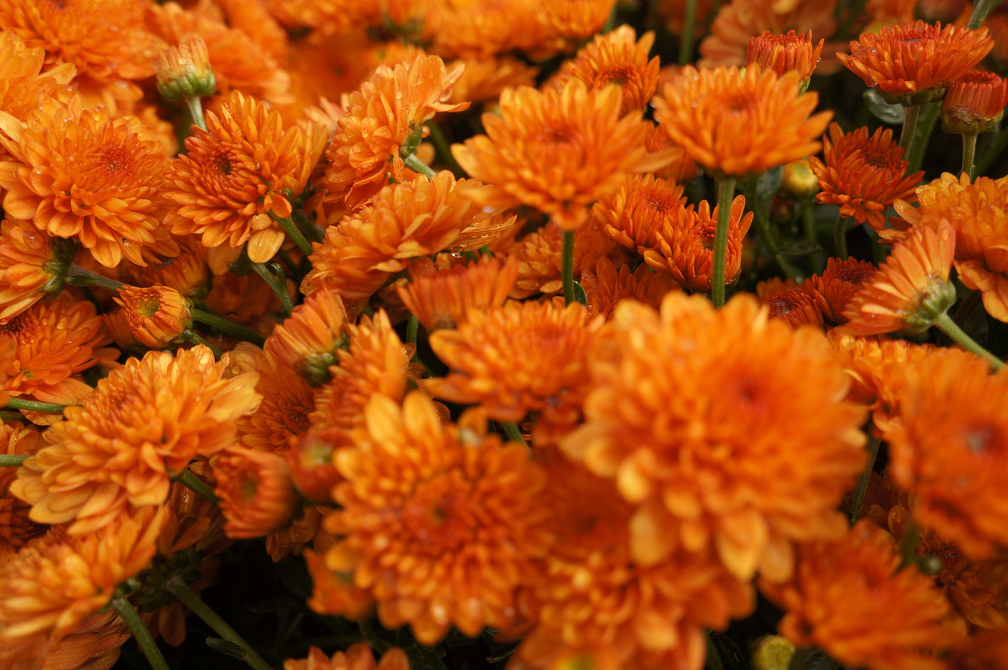 Mum Orange Perfectly Orange - View 8 from www redcrocus com