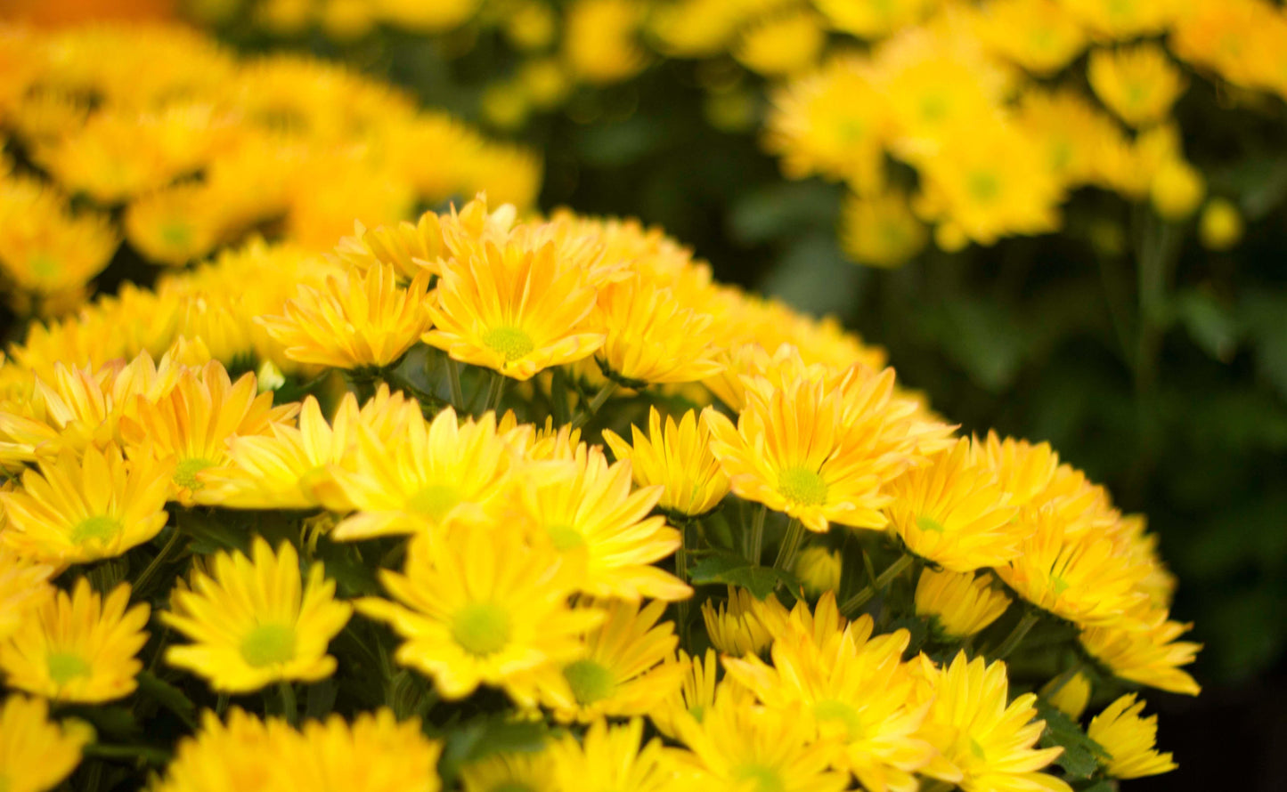 Mum Yellow Fonti Yellow - View 12 from www redcrocus com