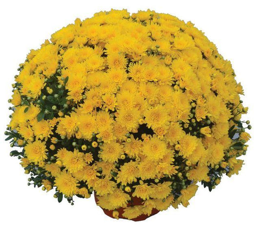Mum, Yellow Gold Cup Yellow - View 1 from www redcrocus com