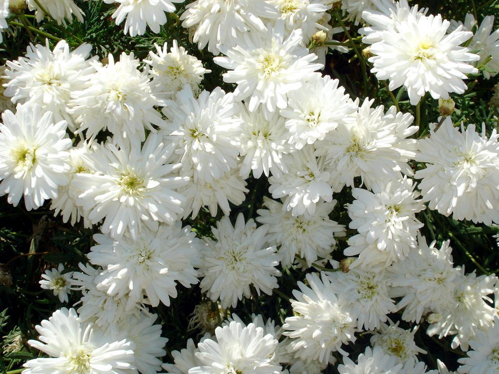 Mum White Bridal White - View 11 from www redcrocus com