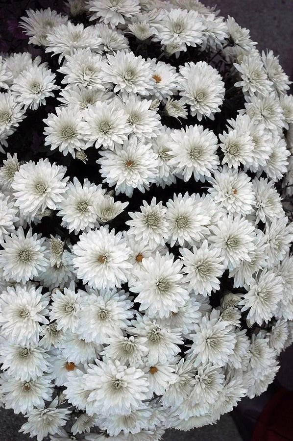 Mum White Bridal White - View 12 from www redcrocus com