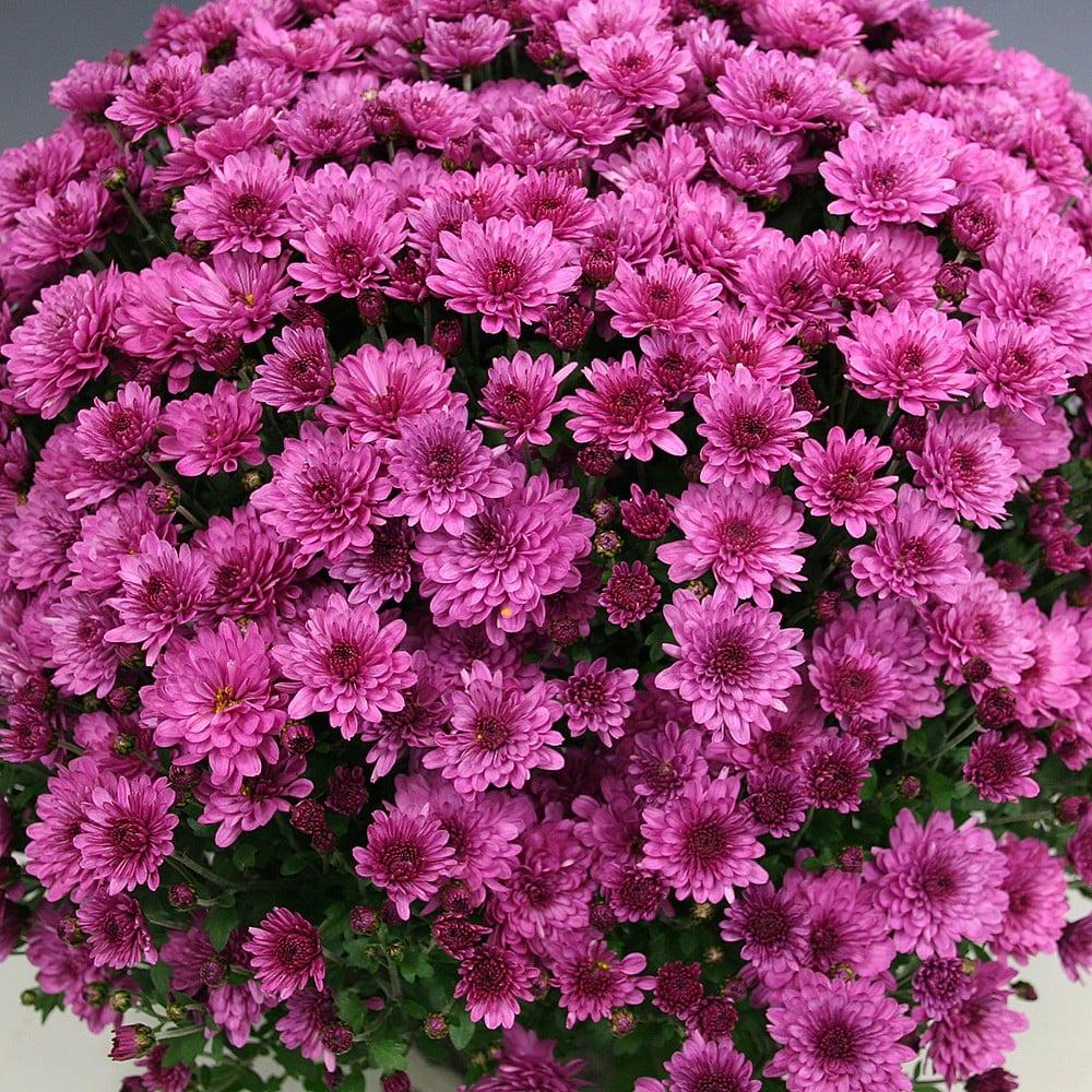 Mum, Purple Paintbox Purple - View 10 from www redcrocus com