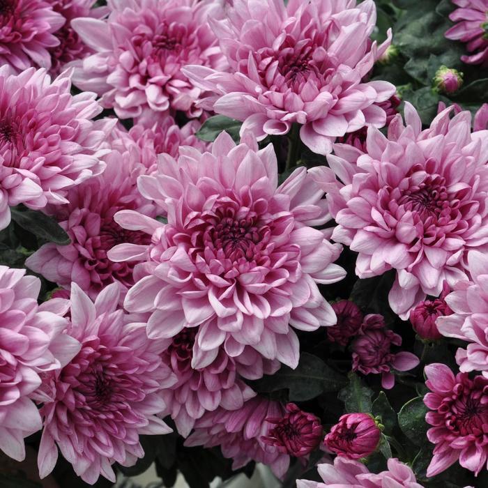 Mum, Purple Paintbox Purple - View 22 from www redcrocus com