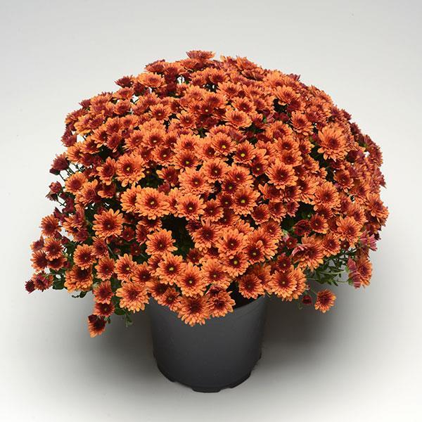 Mum Orange Pop Eye Orange - View 4 from www redcrocus com
