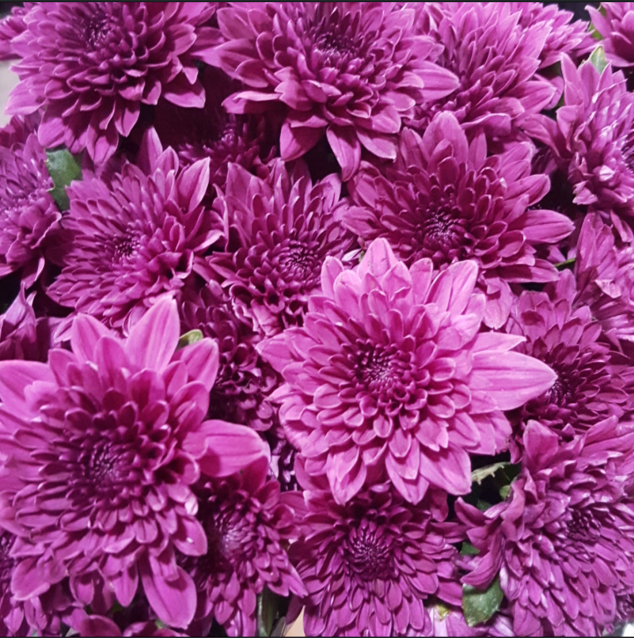 Mum Purple Rhonda Purple - View 5 from www redcrocus com