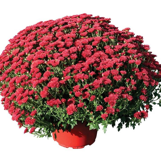 Mum Red Rhonda Red - View 1 from www redcrocus com