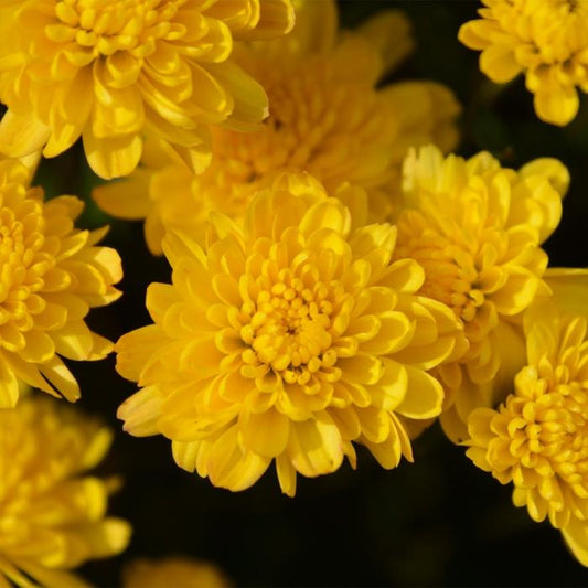 Mum Yellow Rhonda Yellow - View 1 from www redcrocus com
