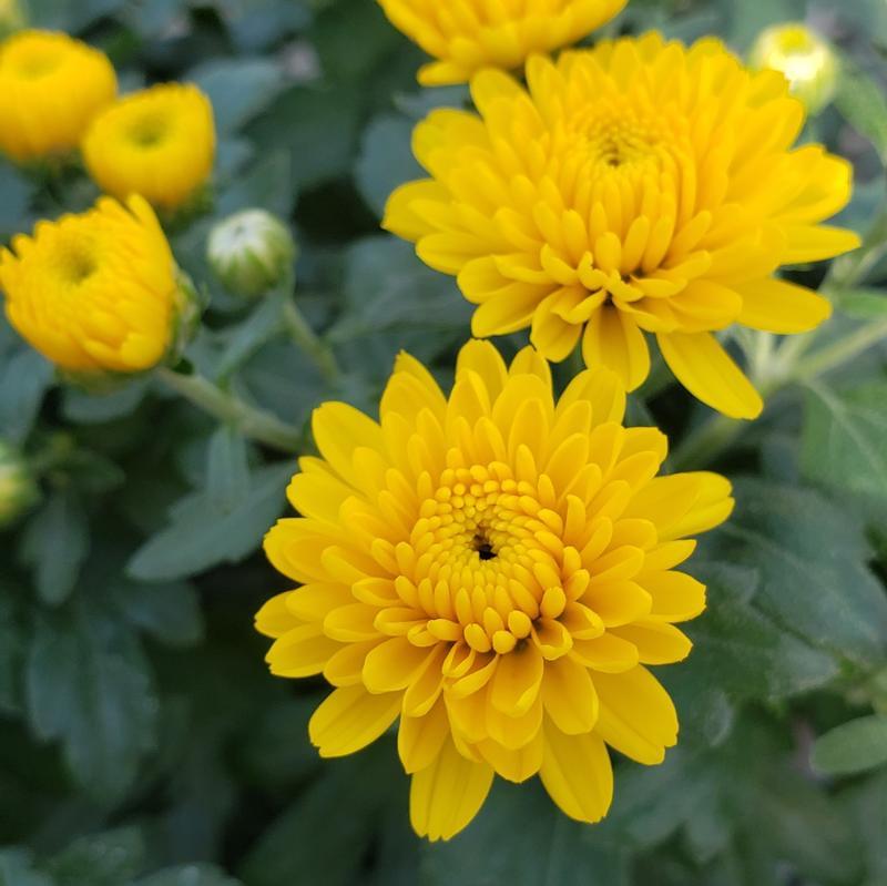 Mum Yellow Rhonda Yellow - View 3 from www redcrocus com