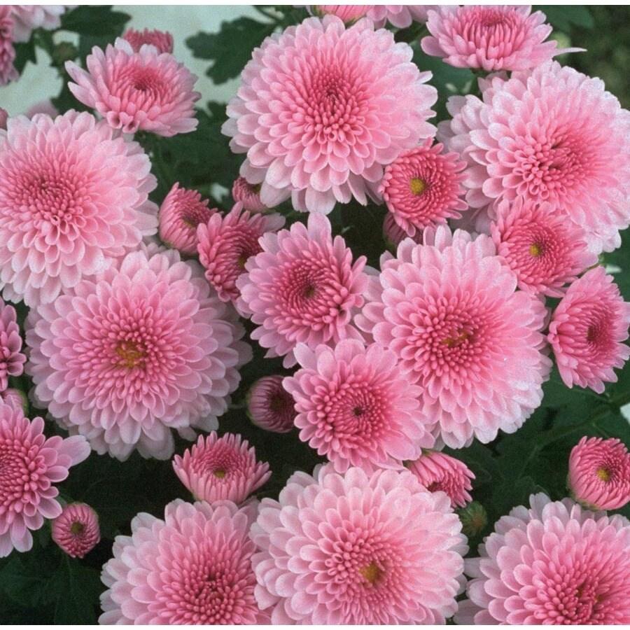 Mum Pink Misty Lilac Pink - View 12 from www redcrocus com